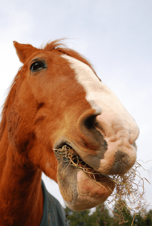 The Top 5 Best Types of Hay for Horses (And 1 type of hay to NEVER feed